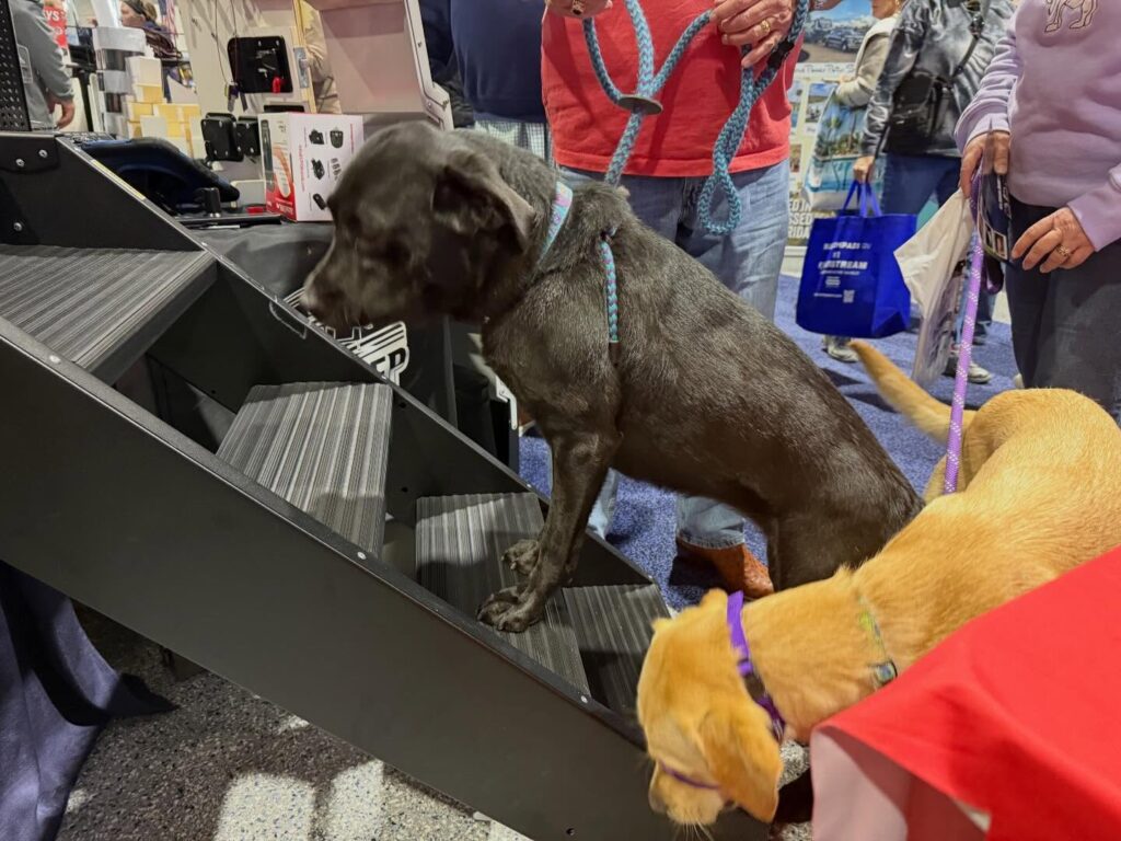 Dogs using stairs at event.